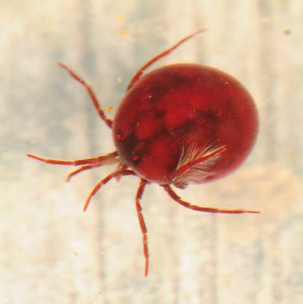 Hydrachnoidea