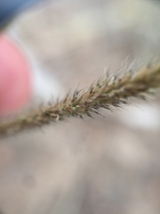 Muhlenbergia alopecuroides