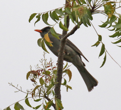 Hypsipetes madagascariensis
