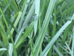 Ischnura denticollis
