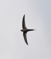 Cypsiurus gracilis