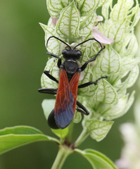 Sphex torridus