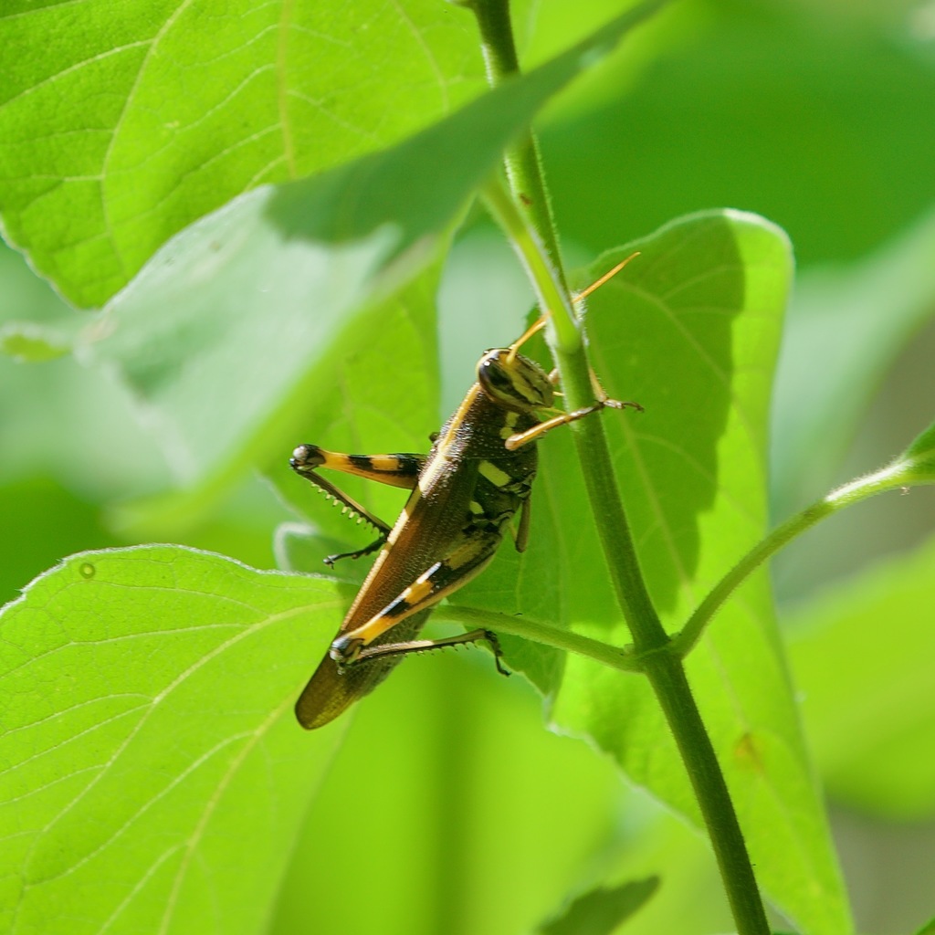 White-lined Bird Grasshopper