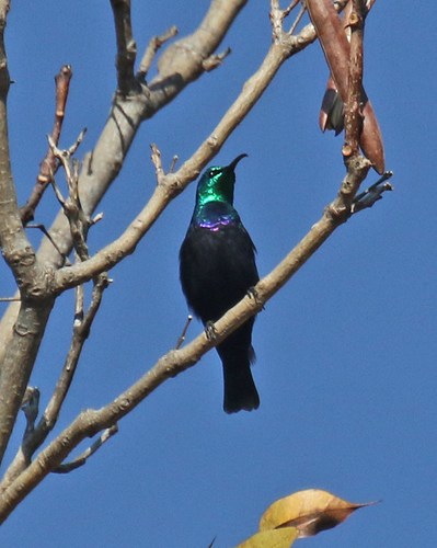 Malagasy Sunbird