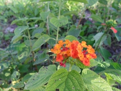 Lantana camara