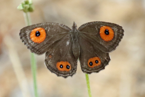 Strabena tamatavae