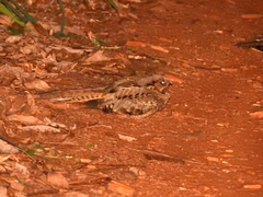 Nyctidromus albicollis