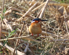 Corythornis vintsioides