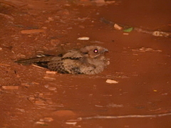 Nyctidromus albicollis