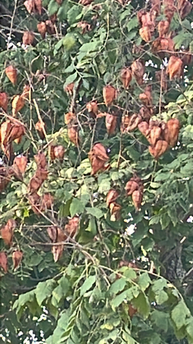 golden rain tree