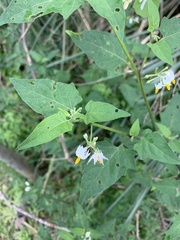 Solanum pilcomayense