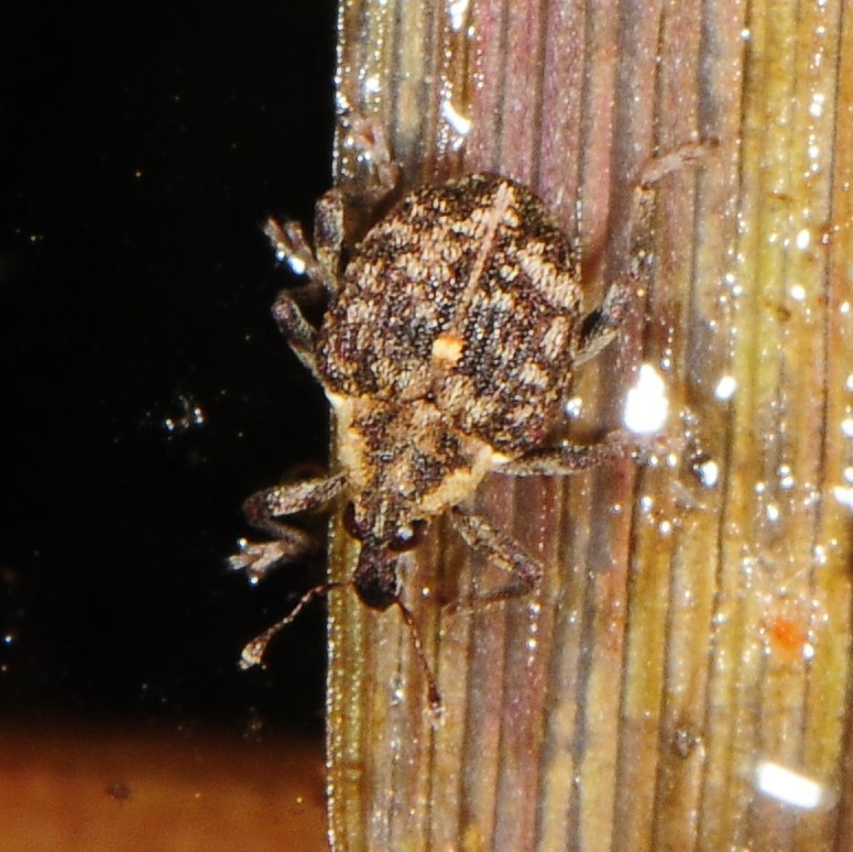 Phytobiini