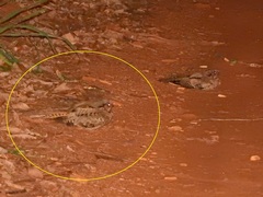 Nyctidromus albicollis