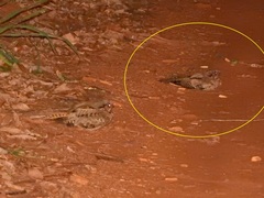 Nyctidromus albicollis