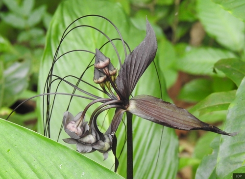 Tacca chantrieri