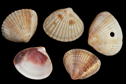Timoclea ovata, 2025-08-18