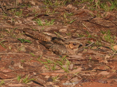 Nyctidromus albicollis