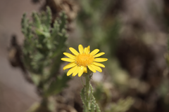 Senecio adenotrichius