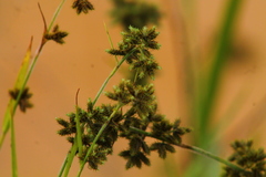 Cyperaceae