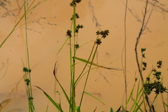 Cyperaceae