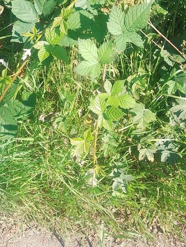Broad-leaved Corylifolian (Rubus latifolius)