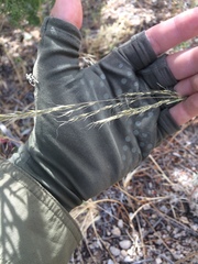 Muhlenbergia montana