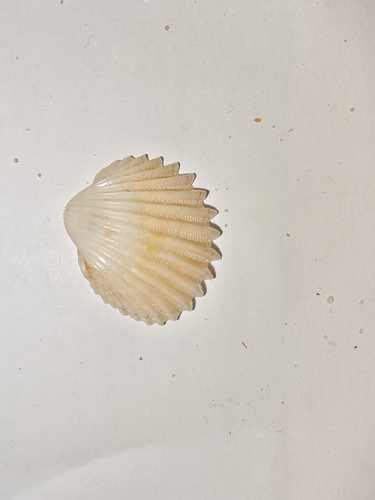 Vepricardium sinense observed 2025-08-18