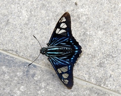 Phocides belus