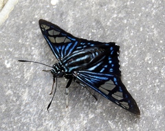Phocides belus