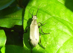 Epicauta bipunctata