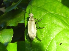 Epicauta bipunctata