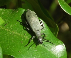 Epicauta bipunctata