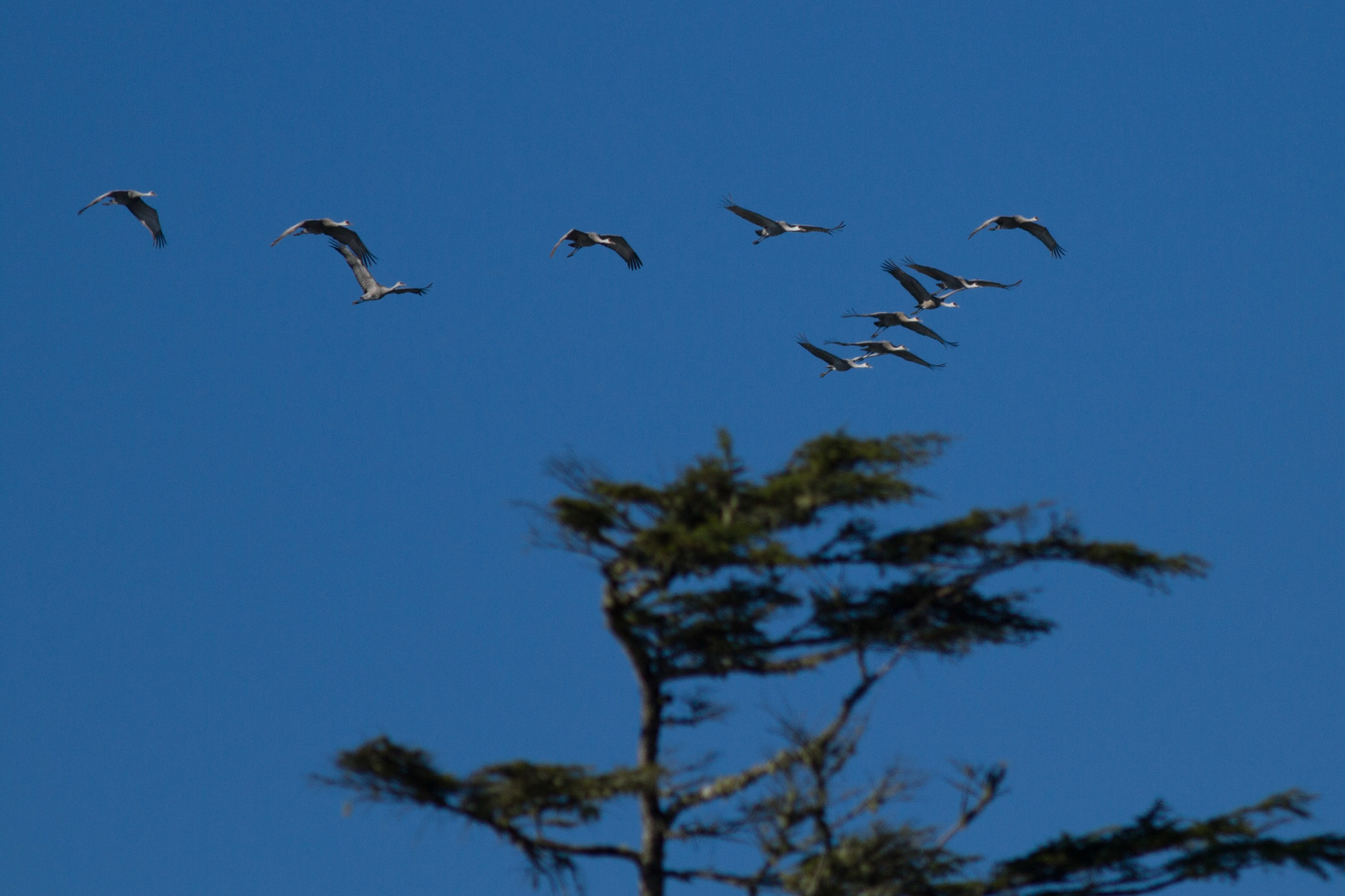 Sandhill Crane