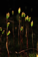 Polytrichum pallidisetum