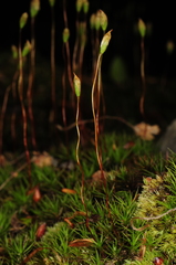 Polytrichum pallidisetum