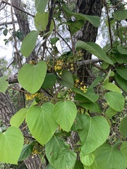 Stigmaphyllon bonariense