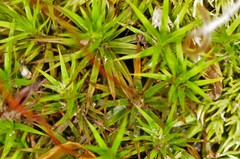 Polytrichum pallidisetum