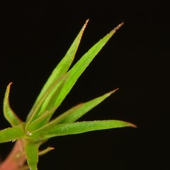 Polytrichum pallidisetum