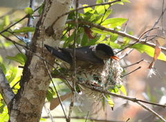 Hypsipetes madagascariensis