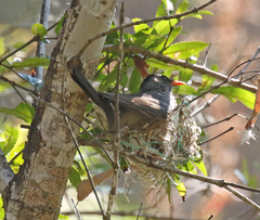 Hypsipetes madagascariensis