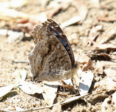 Junonia rhadama
