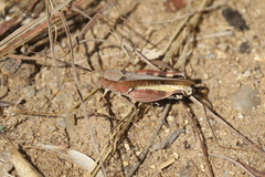 Acorypha decisa