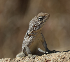 Oplurus cyclurus