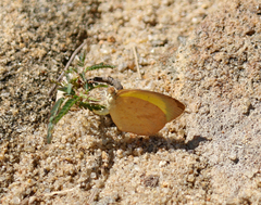 Eurema brigitta pulchella