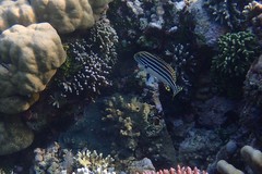 Plectorhinchus lessonii