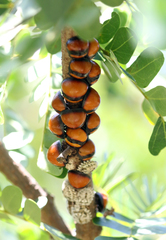 Libyaspis coccinelloides