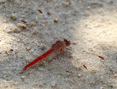 Crocothemis divisa
