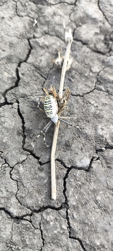 Wasp Spider