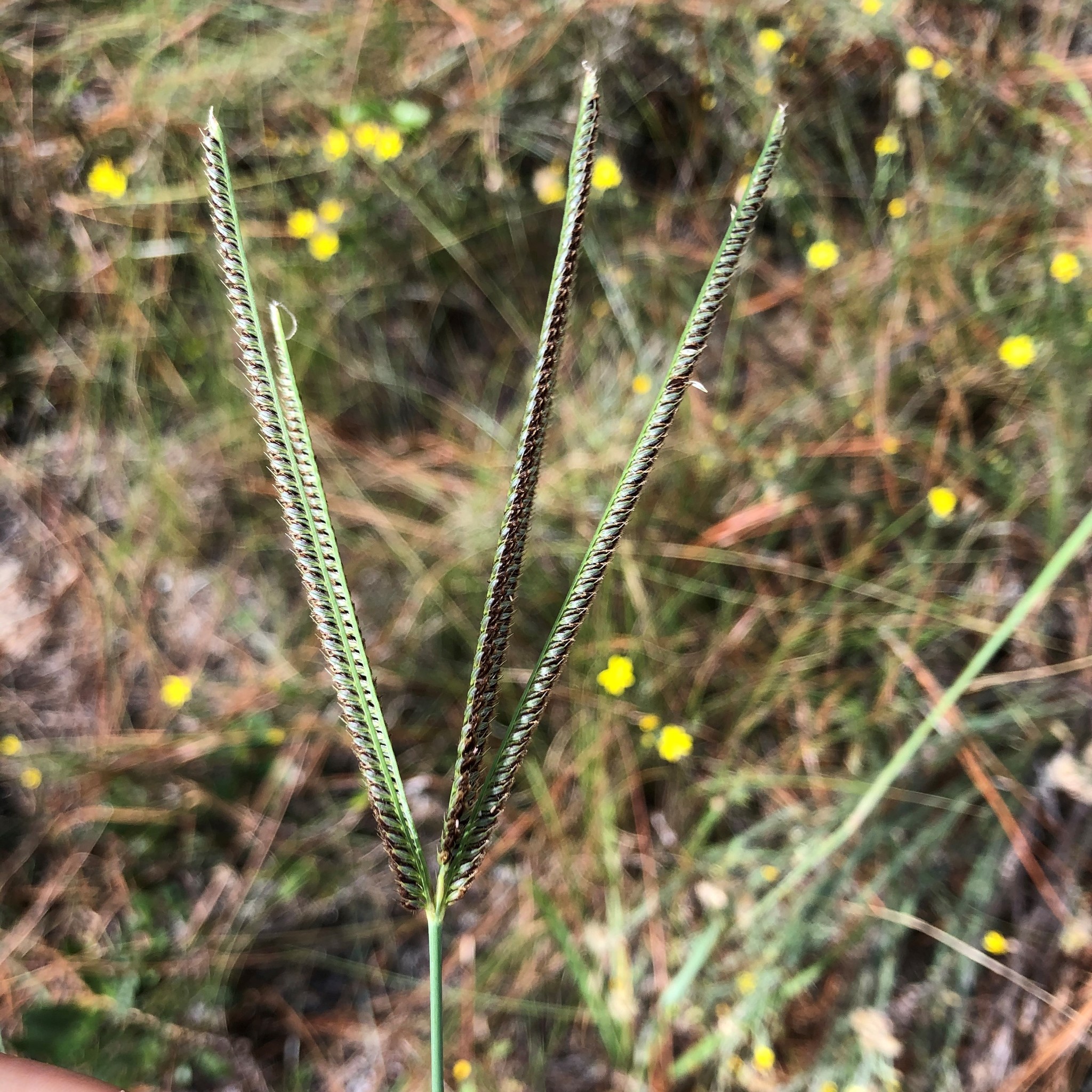 Eustachys neglecta