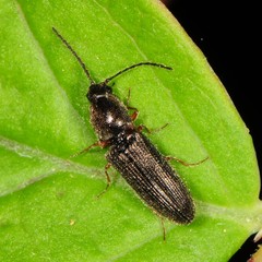Limonius basilaris